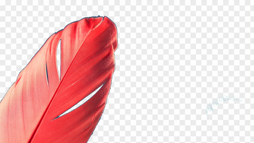 Red Feathers Feather Quill PNG