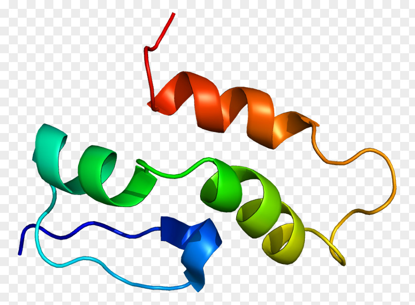 Transport Protein SnRNP Polipeptide PNG