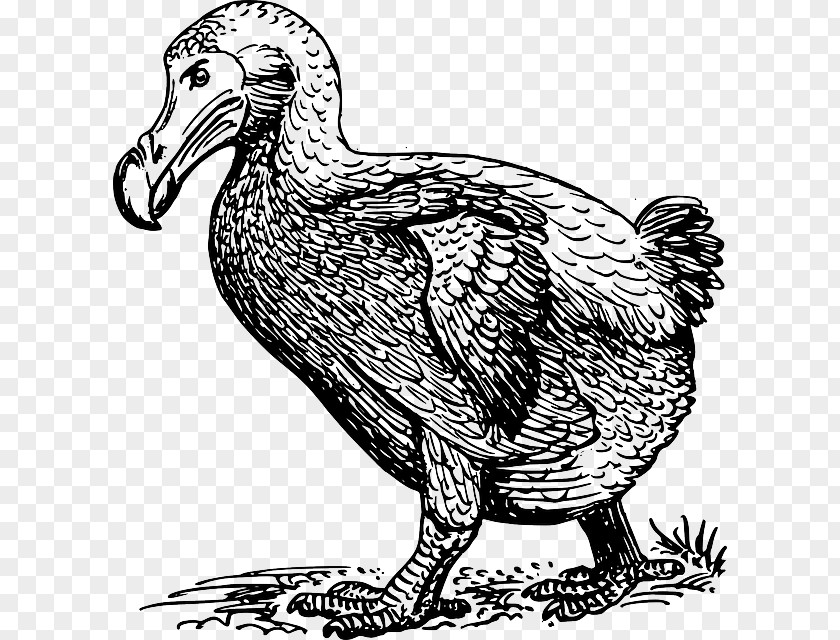 Bird Clip Art Dodo Vector Graphics Drawing PNG