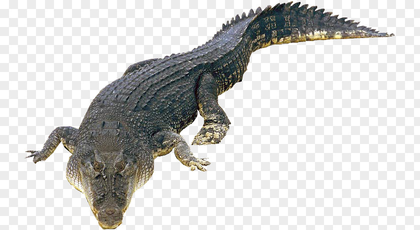Crocodile Crocodiles Saltwater Nile Gecko PNG