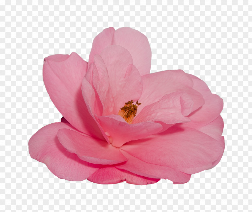 Perennial Plant Blossom Pink Flower Cartoon PNG