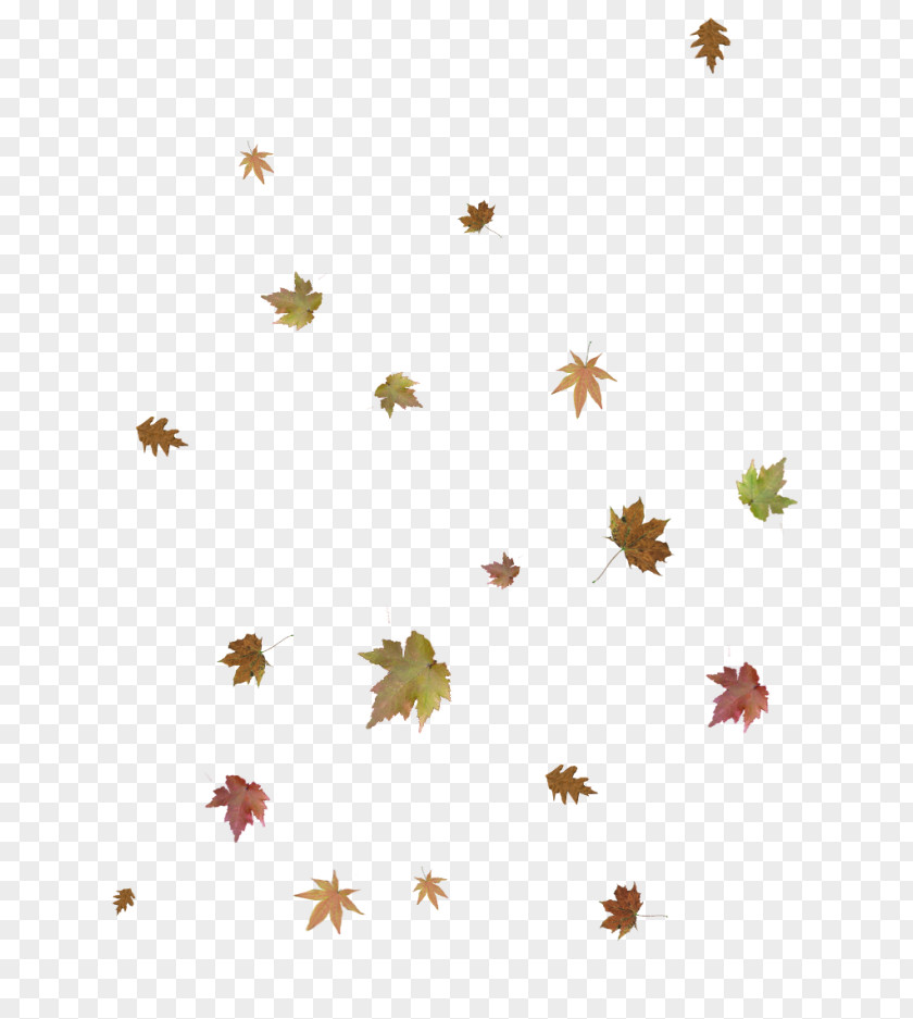 Plant Yellow Autumn Branch PNG