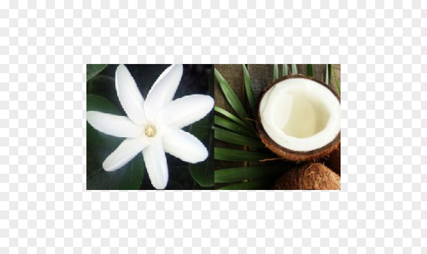 Raw Material Monoi Oil Essential Carrier Shea Butter PNG
