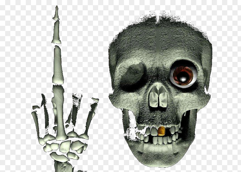 Skull Skeleton Photography Jaw PNG