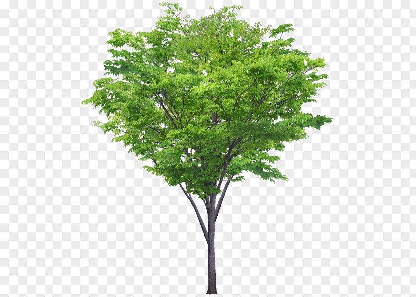 Tree Image Adobe Photoshop Shrub PNG