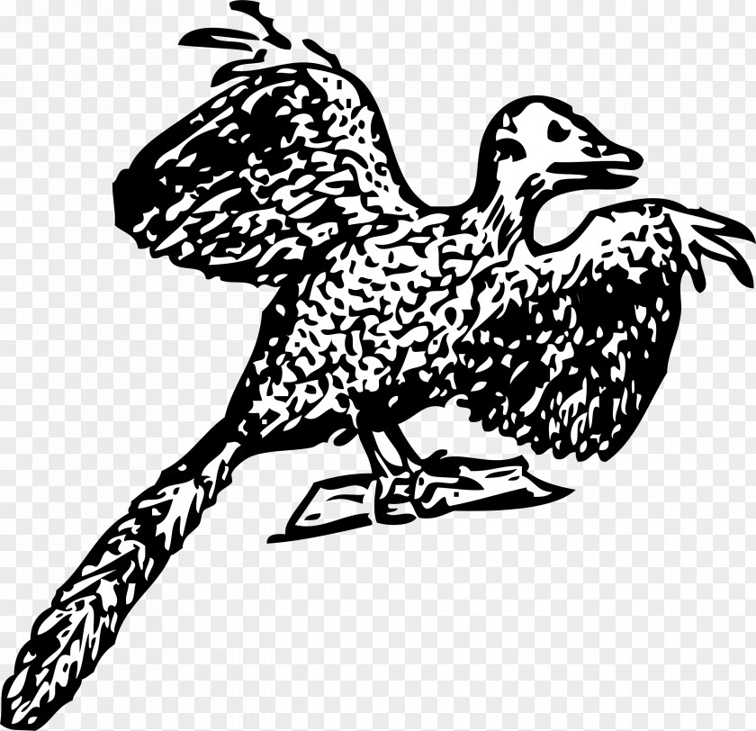 Bird Archaeopteryx Dinosaur Fossil Anchiornis PNG