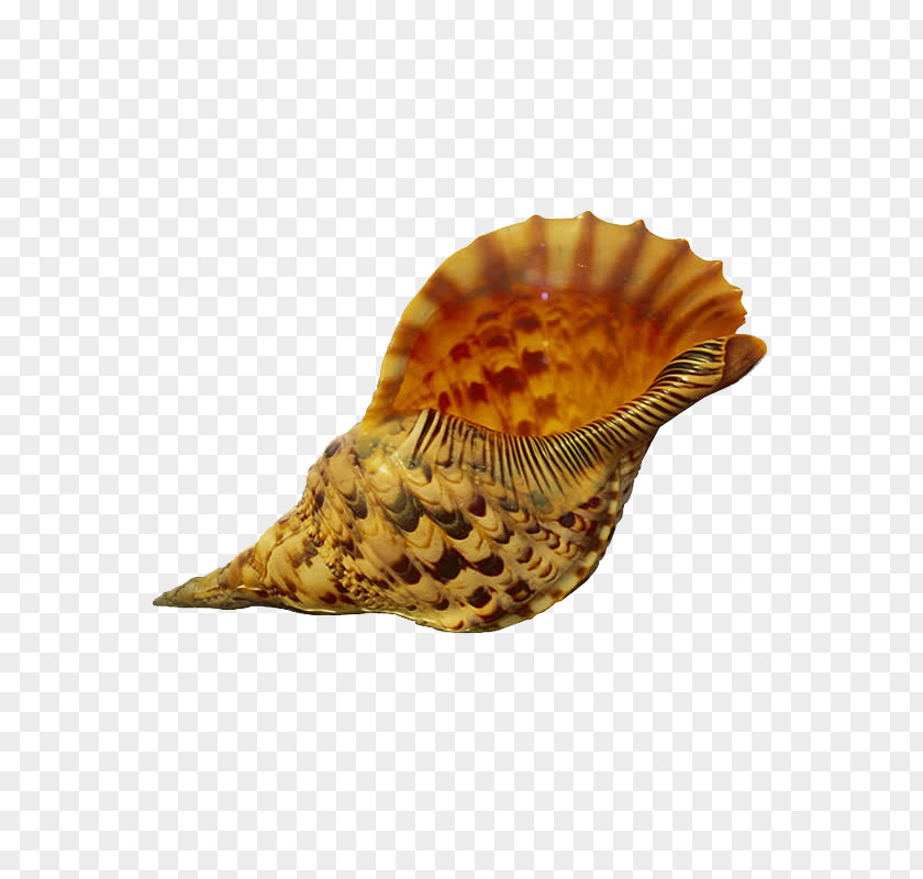 Conch Shore Gastropods Seashell PNG