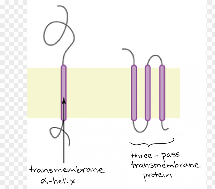 Design Paper Logo Transmembrane Protein Font PNG