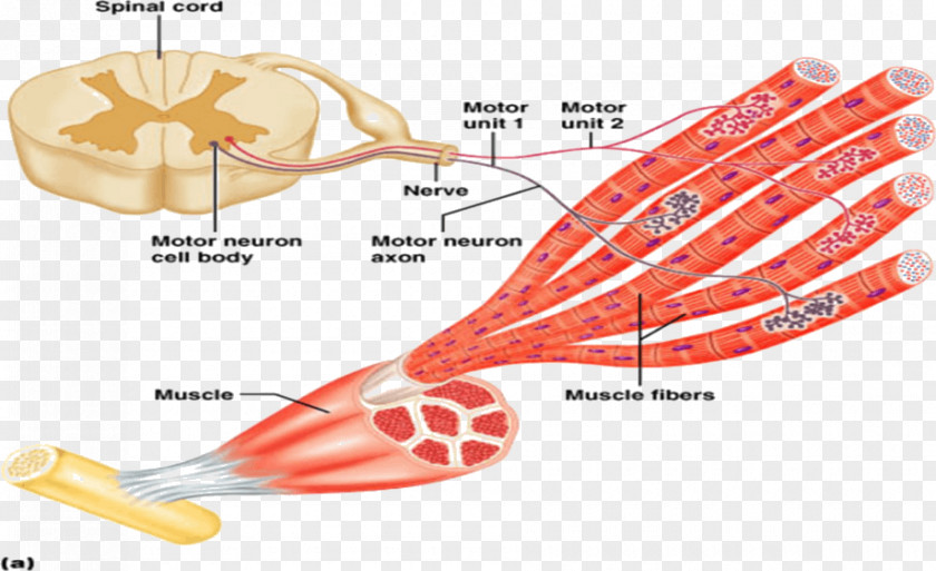 Discrimination Motor Neuron Nervous System Muscle Contraction PNG