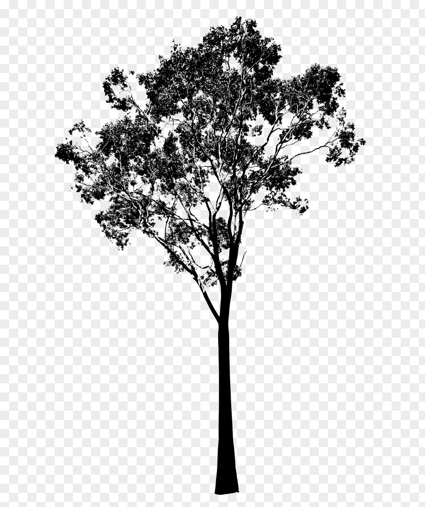 Eucalyptus Gum Trees Silhouette Clip Art PNG