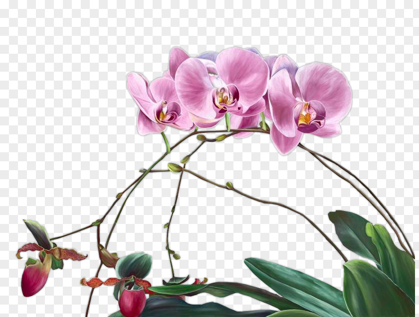 Flower Moth Orchids Cut Flowers Floral Design Plant Stem PNG