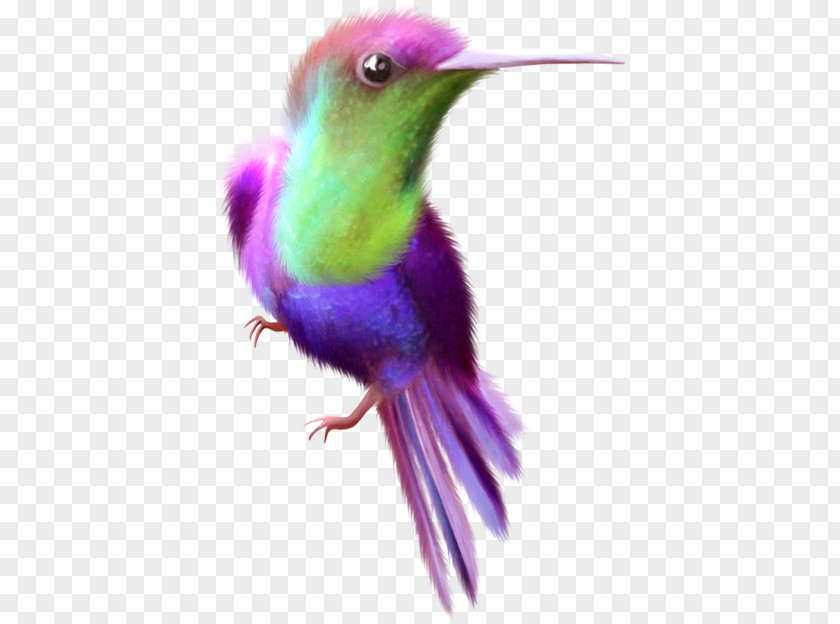 Hummingbird Birthday Wishes Color Image PNG