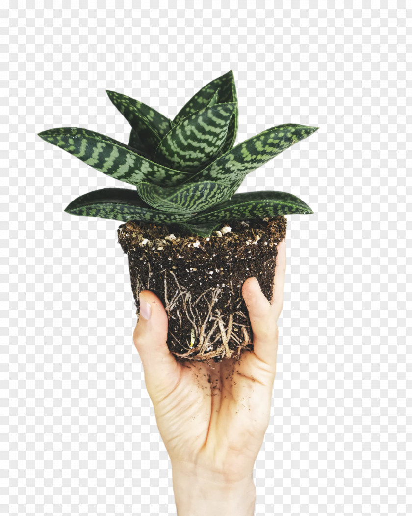 Leaf Flowerpot Science Plants Biology PNG