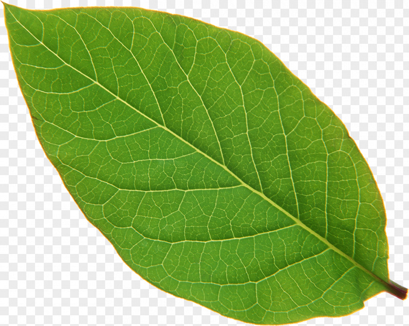 Leaf Stock Photography Image Royalty-free PNG