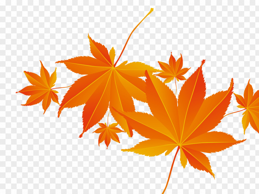 Maple Leaf,Red Leaf,Leaves Leaf Autumn PNG