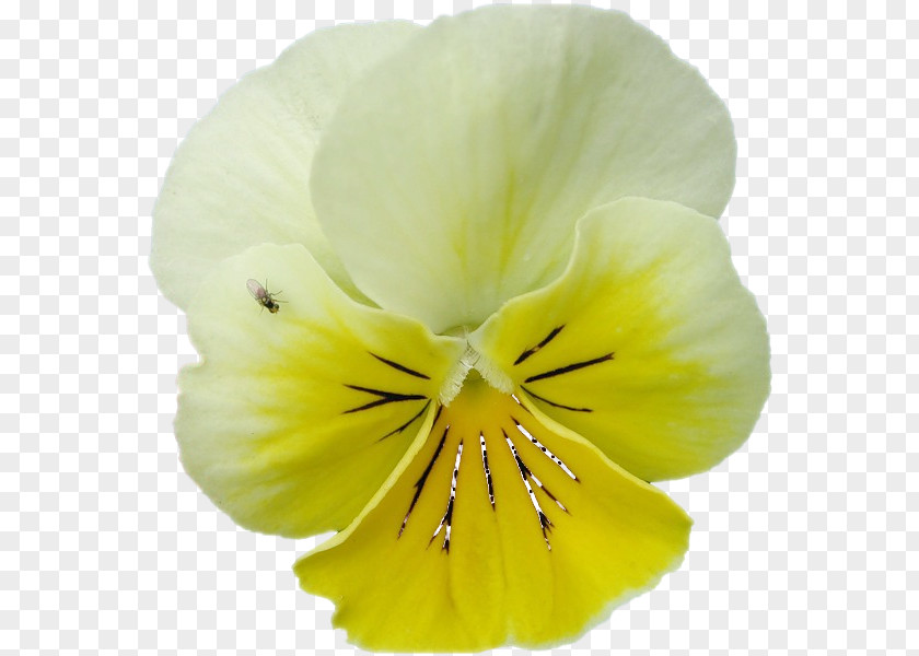 Pansy Herbaceous Plant PNG