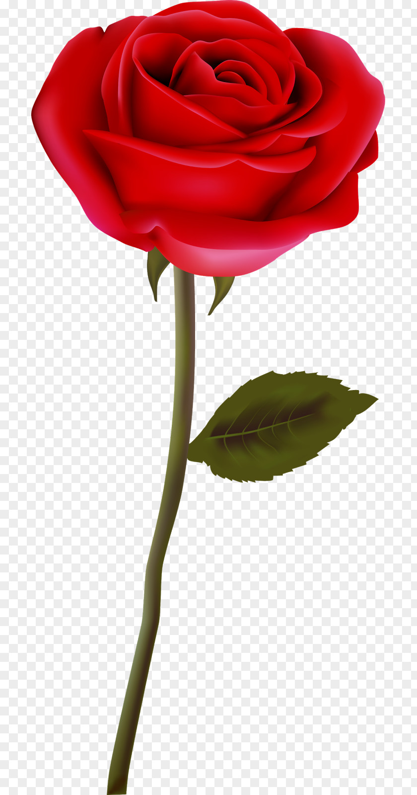 Rosa Garden Roses Flower Clip Art PNG