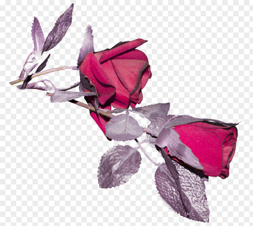 Rose Family Cut Flowers Petal Pink M PNG