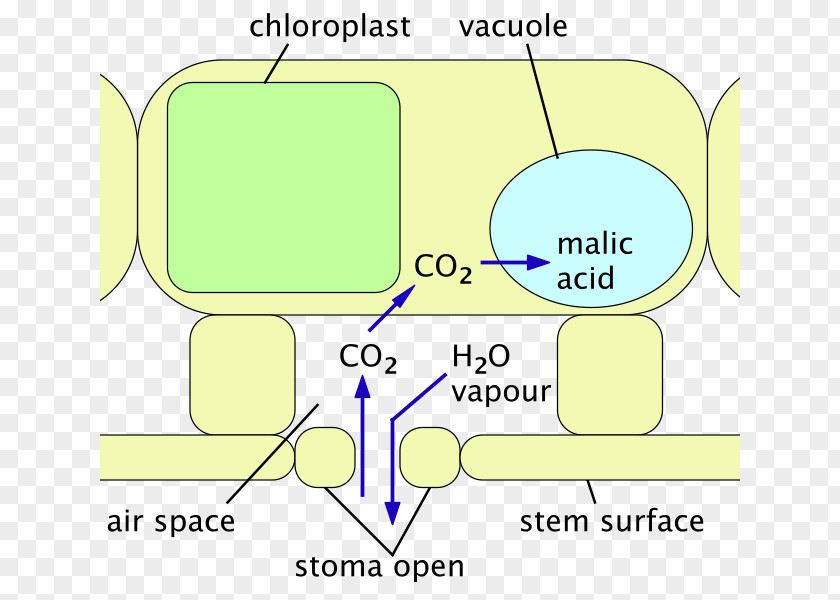 Water Vapour Cactaceae Plant PNG