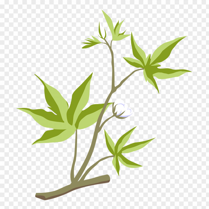 Cotton Tree Image Flower Vector Graphics PNG