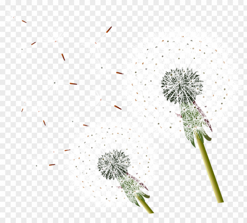 Dandelion Common Taraxacum Platycarpum Clip Art Pissenlit Point PNG