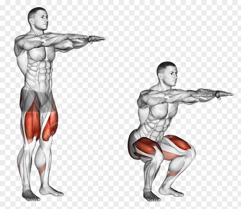 Dumbbell Squat Exercise Muscle Weight Training PNG