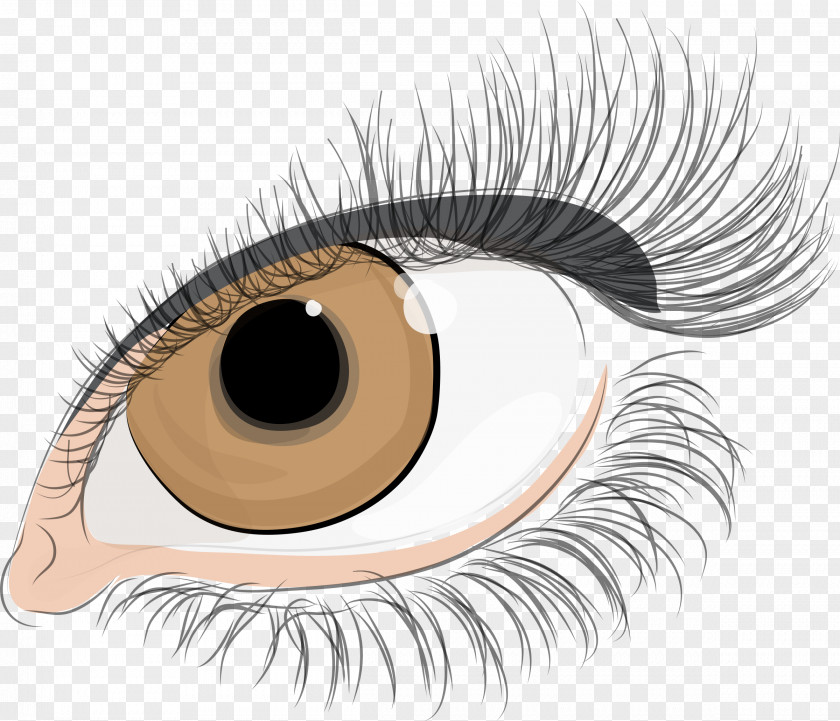Eyes Eyelash Extensions Fashion Beauty PNG