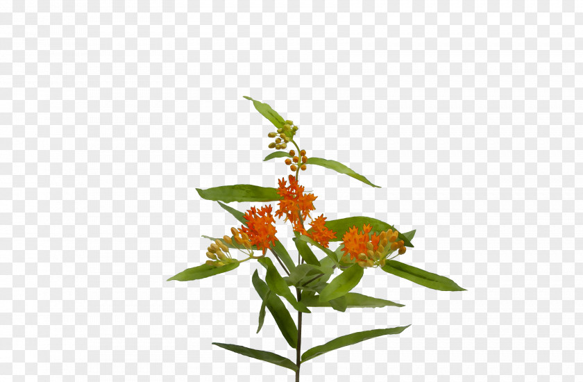 Flowering Plant Stem Plants PNG