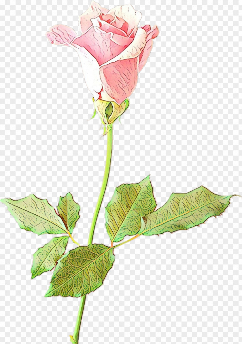 Garden Roses PNG