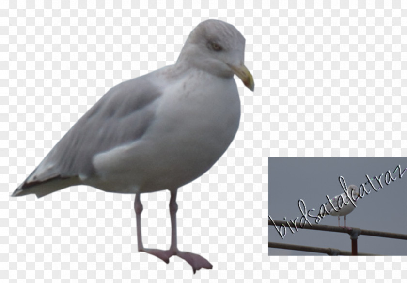 Seagull Gulls Seabird European Herring Gull Shorebirds PNG