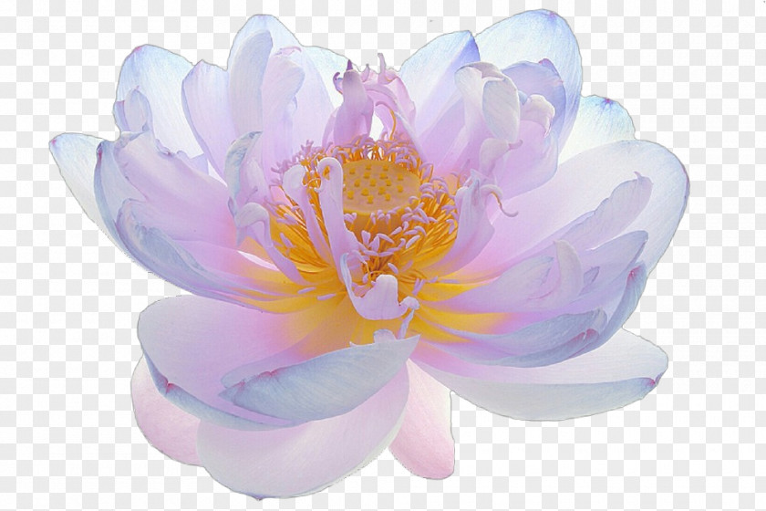 Water Lily Sacred Lotus Flower Flowering Plant Petal Pink Violet PNG