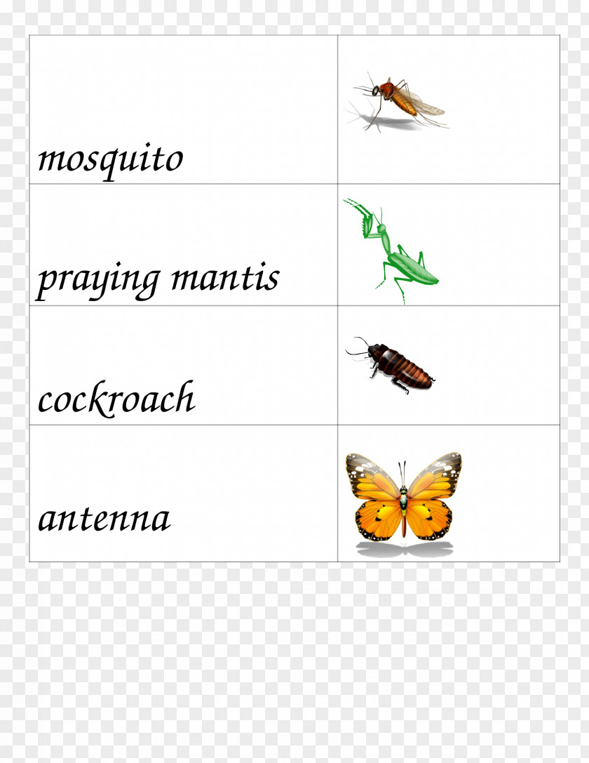 Butterfly Paper Insect Cure Area PNG