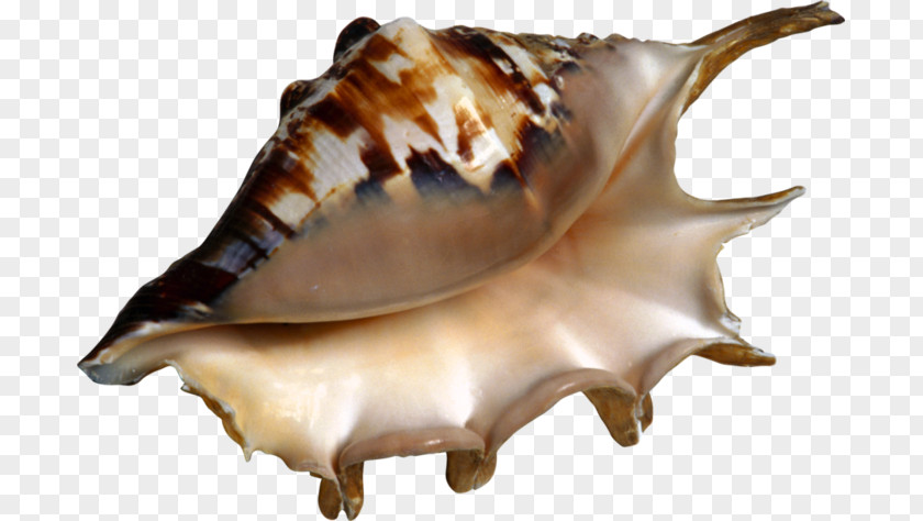 Conch Seashell Laevistrombus Canarium Clip Art PNG
