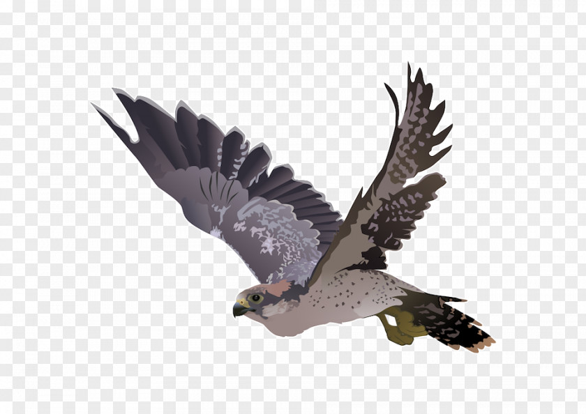 Falcon Clip Art PNG