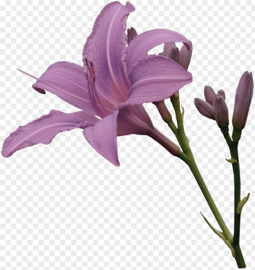 Lily Image Vector Graphics Clip Art Drawing PNG