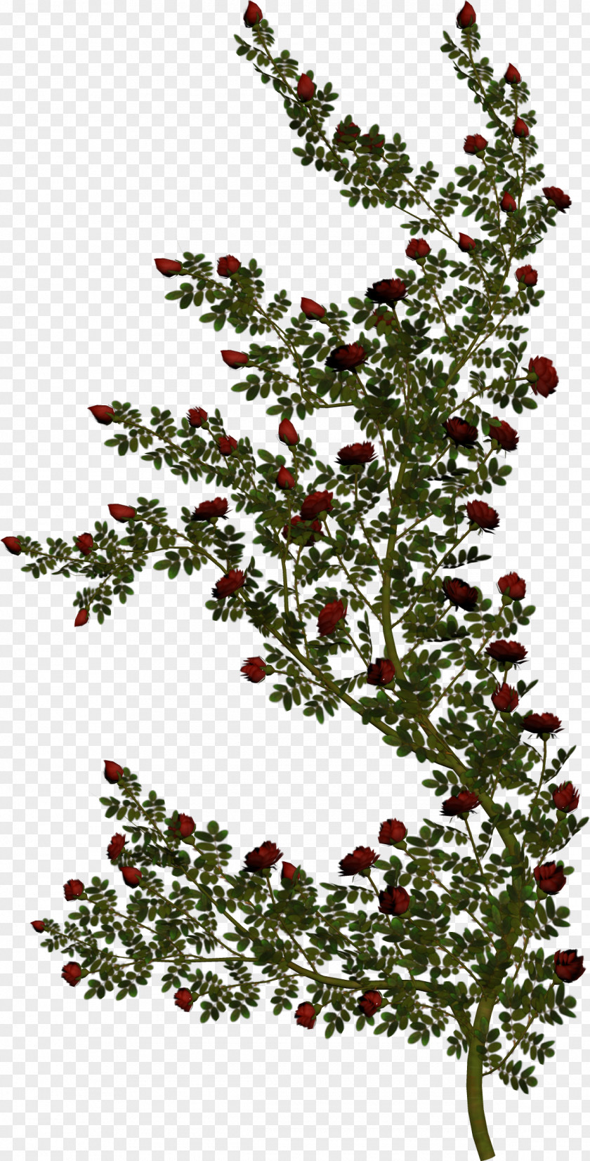 Rose Stock Photography Vine Green Royalty-free PNG
