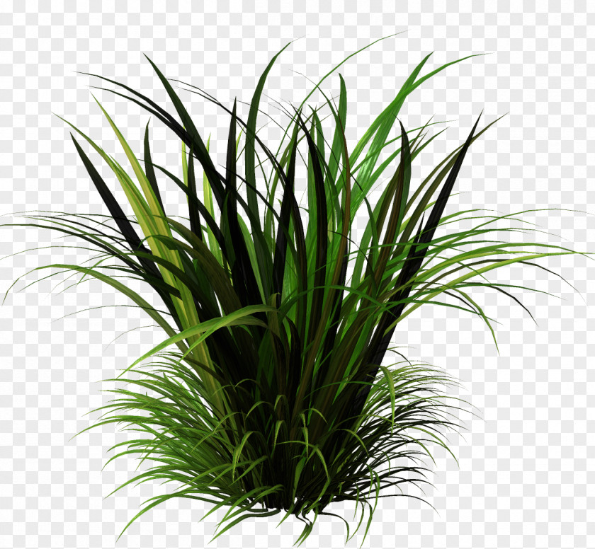 Ce Sweet Grass Herbaceous Plant Lawn Vetiver PNG