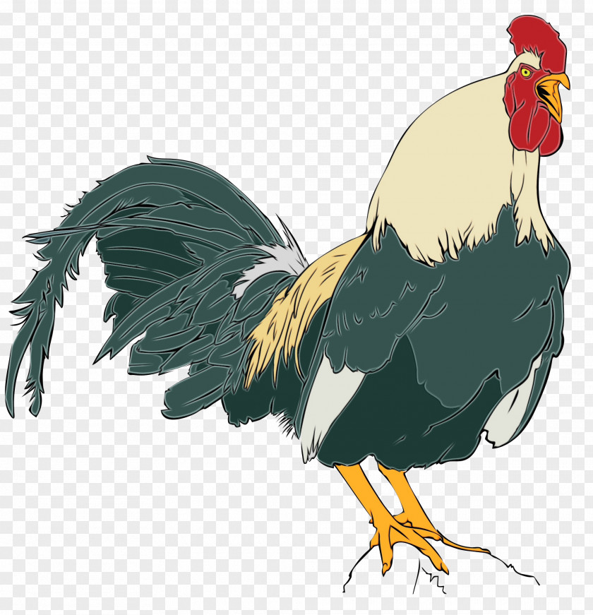 Flightless Bird Tail Chicken Cartoon PNG