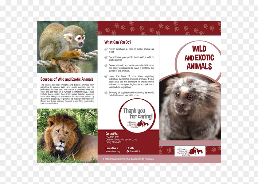 Rare Animals Exotic Pet Animal Welfare Wildlife PNG