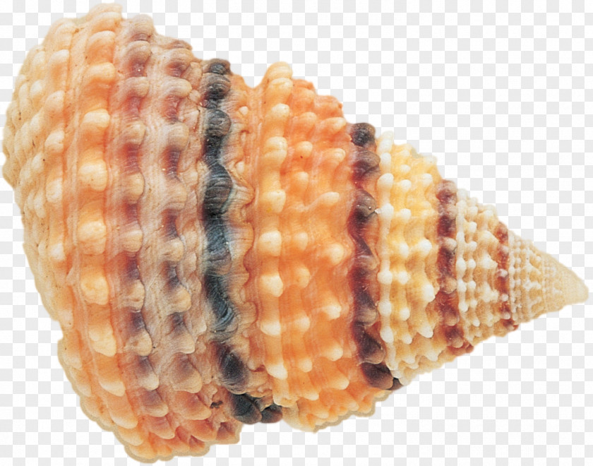 Seashell Clam Marine PNG