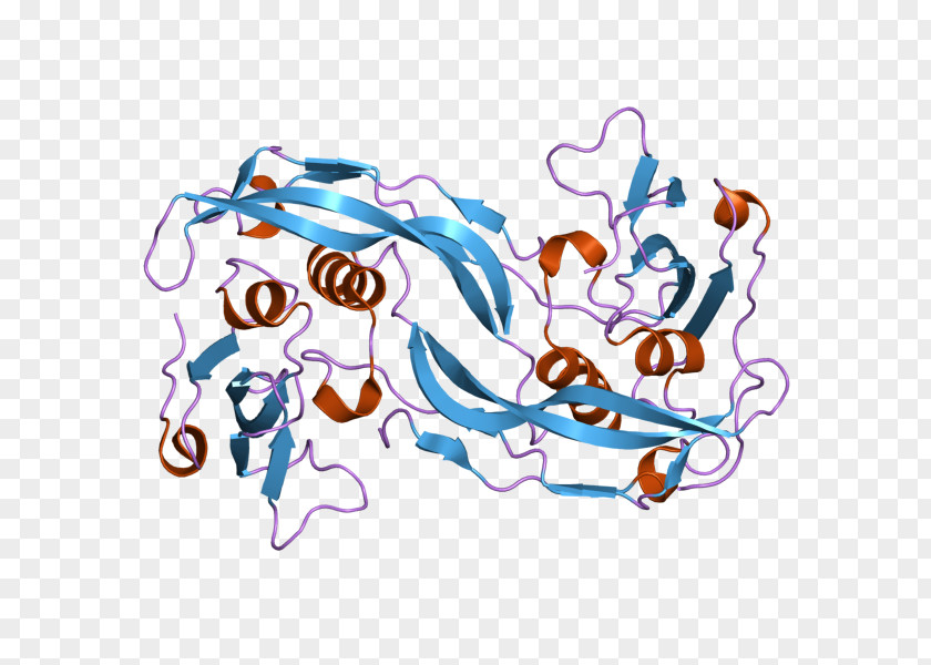 Bone Morphogenetic Protein 2 BMPR1A Receptor PNG