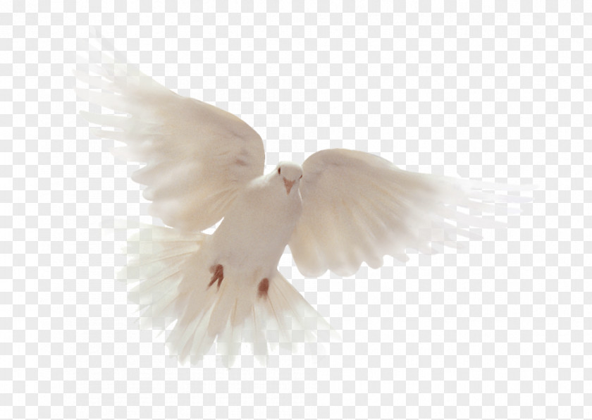 God Bible Holy Spirit Columbidae Doves As Symbols PNG