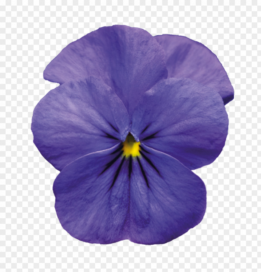 Violet Pansy Purple Blue Clip Art PNG