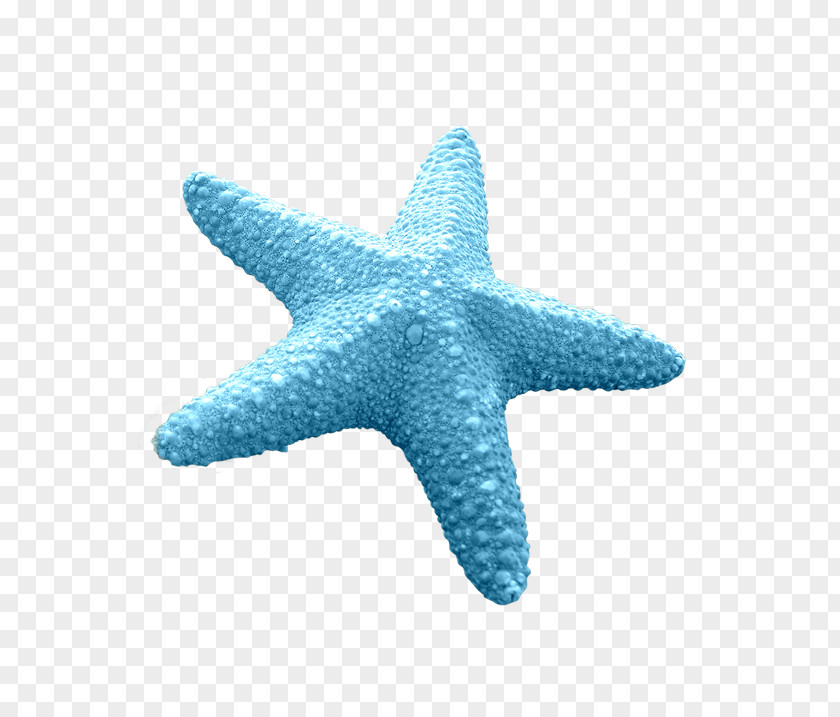 Blue Starfish Euclidean Vector PNG