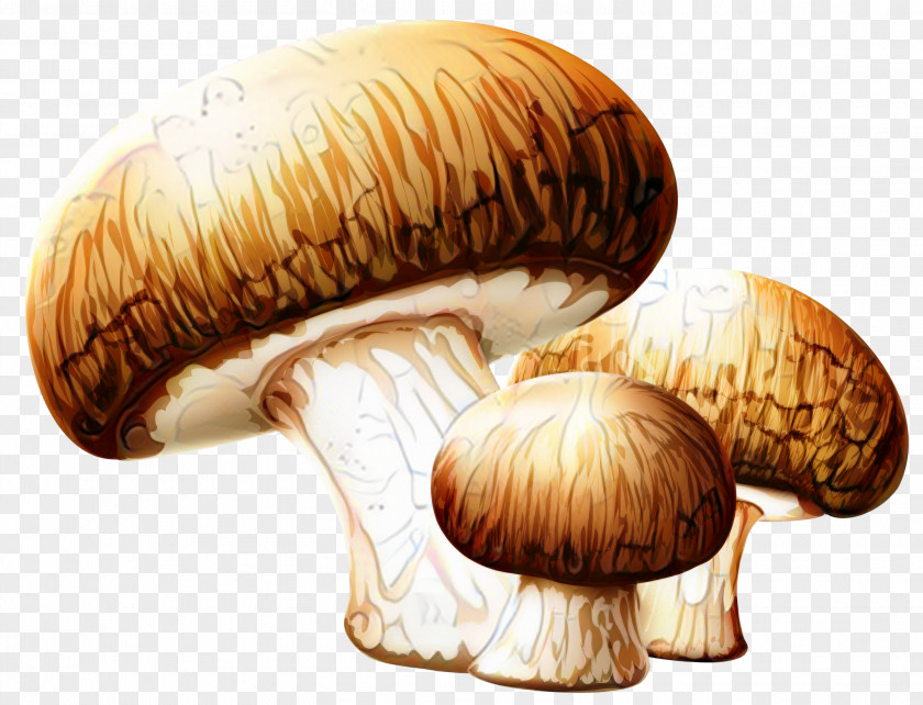 Clip Art Transparency Edible Mushroom PNG