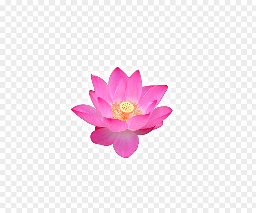 Lotus Volga Delta Nelumbo Nucifera Buddhism Flower PNG