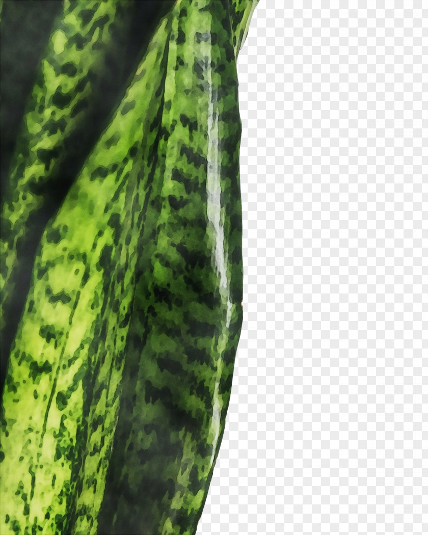 Plant Stem Vegetable Cucumber Cucurbits Melon PNG