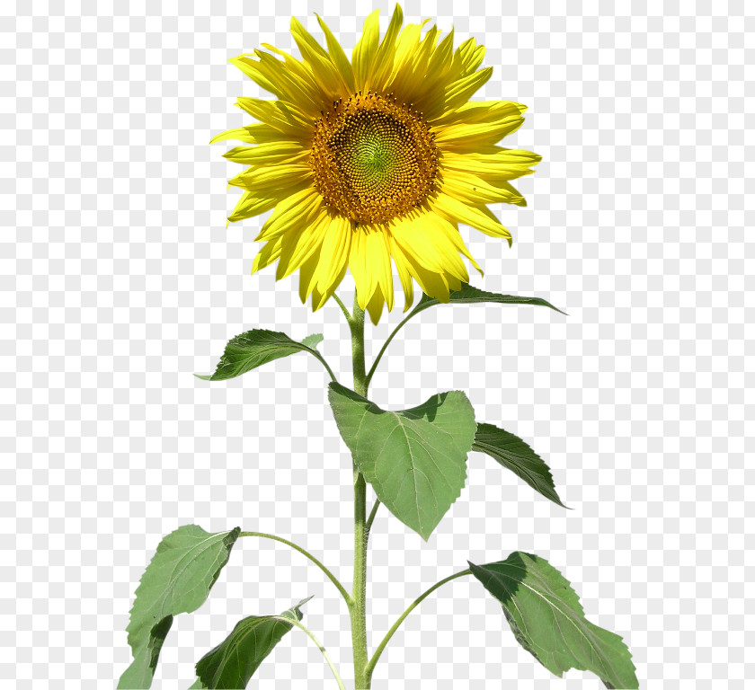 Sunflower Common Raster Graphics Seed Clip Art PNG