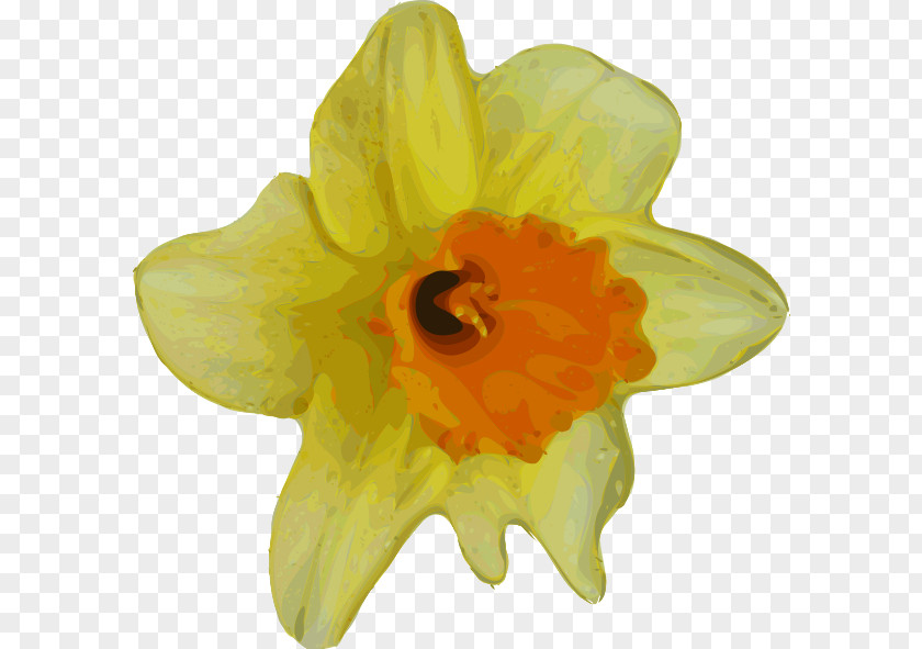 Crocus Flower Daffodil Clip Art PNG