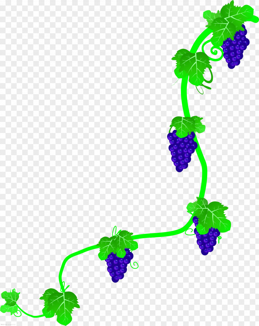 Green Grape Vine,Rattan,vine Common Vine Wine Rattan PNG